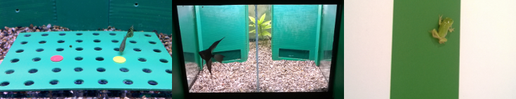 Animal behaviour and cognition lab Animal behaviour and cognition lab